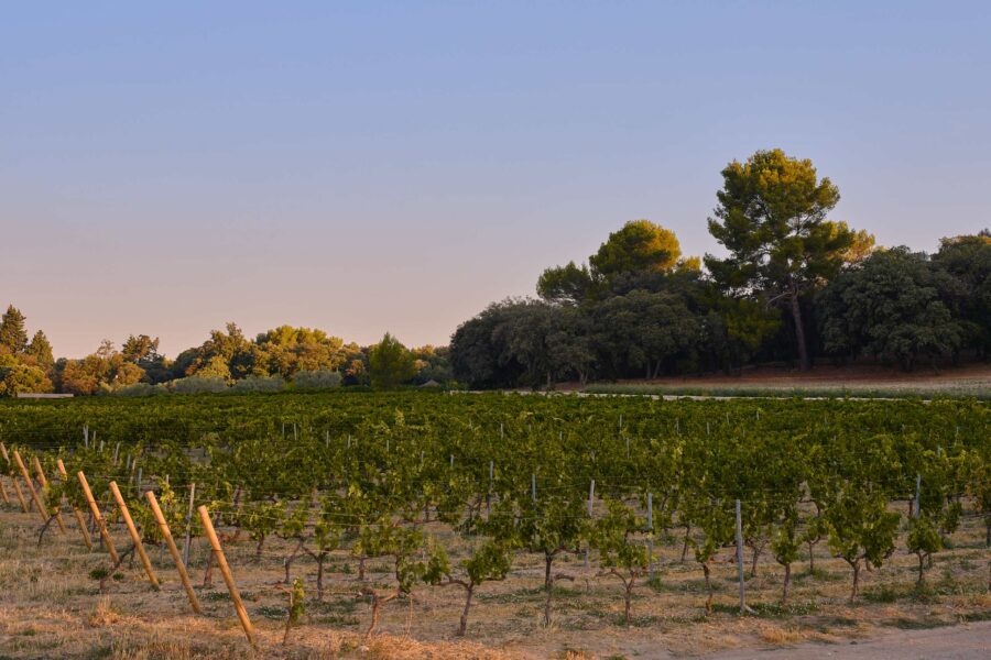 villa-esta-vineyard-winery-luxury-rental-retreat-countryside-provence