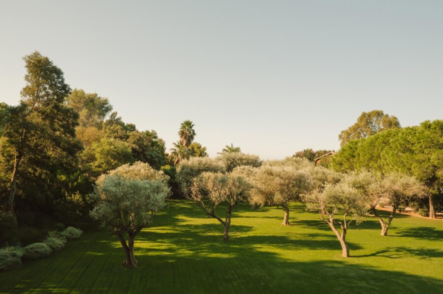 villa-olive-garden-landscaped-grounds-spacious-serene-oasis-luxury-lacroixvalmer