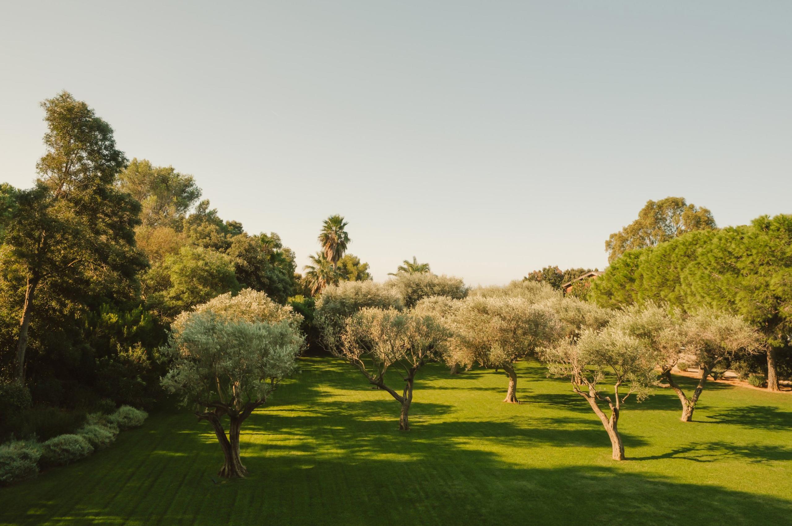villa-olive-garden-landscaped-grounds-spacious-serene-oasis-luxury-lacroixvalmer